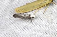 Paraswammerdamia albicapitella