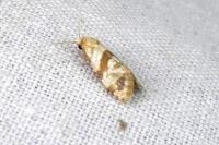 Phalonidia contractana