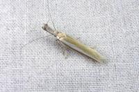 Pleurota aristella