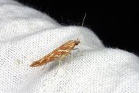 Pyroderces argyrogrammos