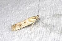 Stomopteryx detersella