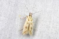 Stomopteryx detersella