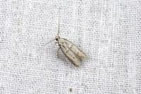 Symmocoides oxybiella