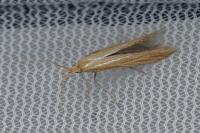Coleophora