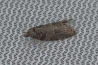 Cnephasia