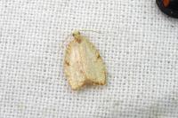 Acleris forsskaleana
