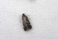 Dichomeris alacella