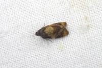 Ditula angustiorana