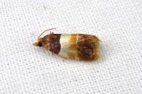 Epinotia festivana
