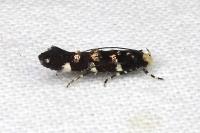 Eteobalea sumptuosella