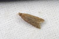 Helcystogramma lutatella