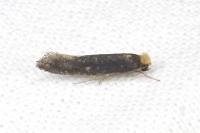 Monopis nigricantella