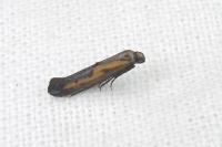 Ochromolopis ictella