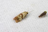 Phalonidia contractana