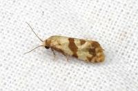 Phalonidia contractana