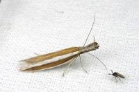Pleurota aristella