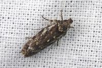 Psoricoptera