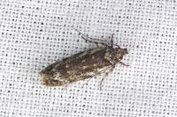 Psoricoptera
