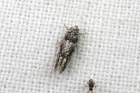 Recurvaria nanella