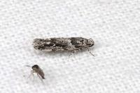 Recurvaria nanella