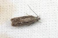 Gelechia senticetella