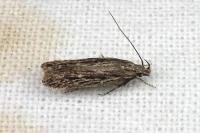 Gelechia senticetella