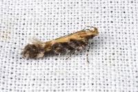 Aristotelia decoratella