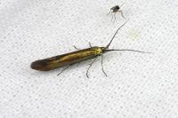 Coleophora trifolii