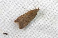 Helcystogramma lutatella