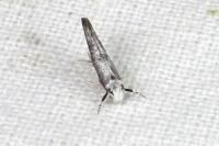 Paraswammerdamia albicapitella