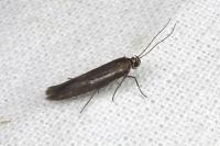 Scythris