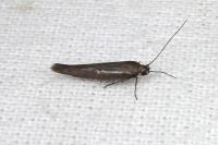 Scythris