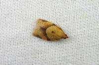 Clepsis consimilana