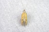 Epidola stigma
