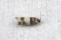Epinotia thapsiana