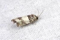 Epinotia thapsiana