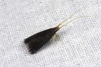 Lecithocera nigrana