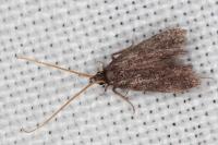 Lecithocera nigrana