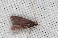 Lecithocera nigrana