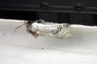Parahypopta caestrum