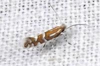 Phyllonorycter