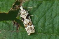 Caryocolum blandellum