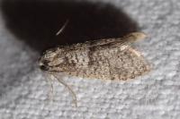 Penestoglossa dardoinella