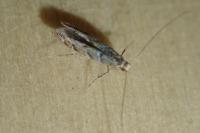 Acrocercops brongniardella