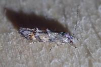 Mompha miscella