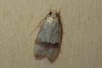 Odites kollarella