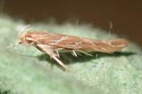 Pyroderces argyrogrammos