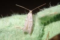 Symmocoides oxybiella