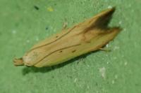 Mesophleps silacella