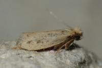 Anomalotinea liguriella
